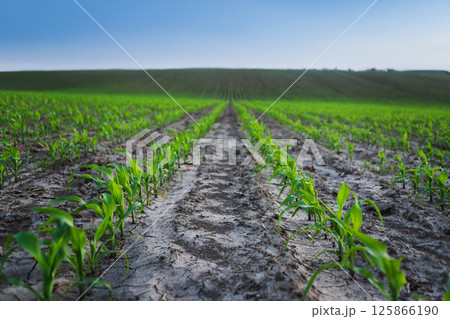 Green maize plants in symmetrical rows over hilly cultivated terrain in springtime Green maize plants in symmetrical rows over hilly cultivated terrain in springtime 125866190