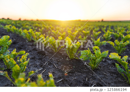 Vibrant sugar beet field glowing in evening sun on rich agricultural soil Vibrant sugar beet field glowing in evening sun on rich agricultural soil 125866194