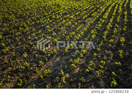 Top-down view of soybean seedlings growing in lines across dry farmland Top-down view of soybean seedlings growing in lines across dry farmland 125866238
