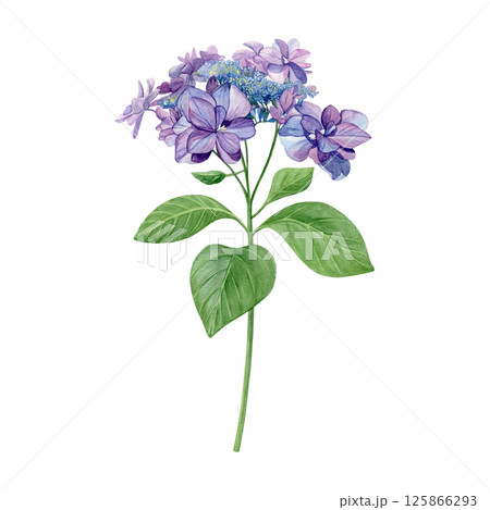 Watercolor of purple hydrangea with leaves. Hand-painted flower on a white background. Good for postcards, invitations, greeting cards. Watercolor of purple hydrangea with leaves. Hand-painted flower on a white background. Good for postcards, invitations, greeting cards. 125866293