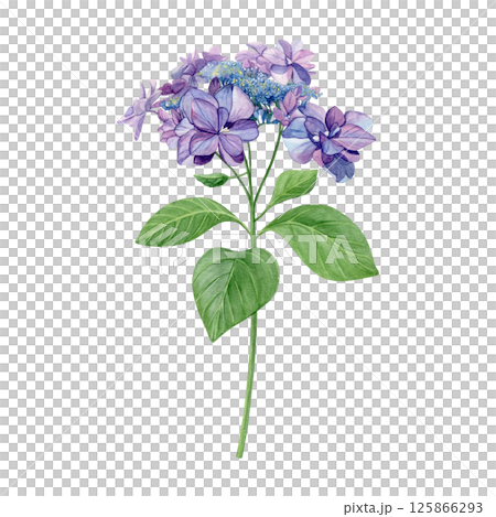 Watercolor of purple hydrangea with leaves. Hand-painted flower on a white background. Good for postcards, invitations, greeting cards. Watercolor of purple hydrangea with leaves. Hand-painted flower on a white background. Good for postcards, invitations, greeting cards. 125866293