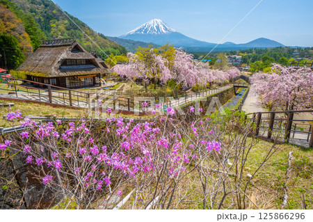 西湖いやしの里　桜　 125866296