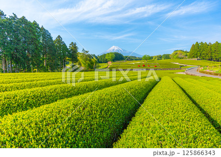 【静岡県】 富士山 茶畑 【静岡県】 富士山 茶畑 125866343