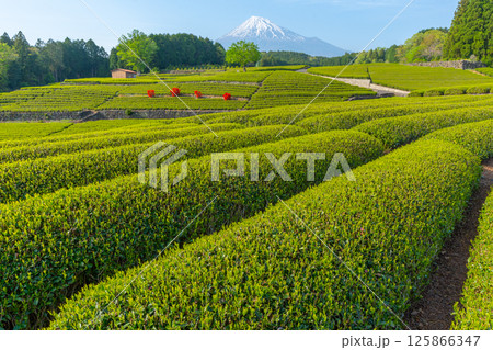 【静岡県】　富士山　茶畑　 125866347