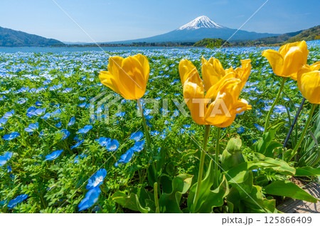 富士山とネモフィラとチューリップ　【河口湖　大石公園】 125866409