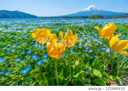 富士山とネモフィラとチューリップ　【河口湖　大石公園】 125866410