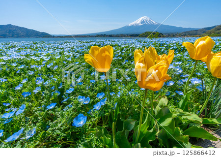 富士山とネモフィラとチューリップ　【河口湖　大石公園】 125866412