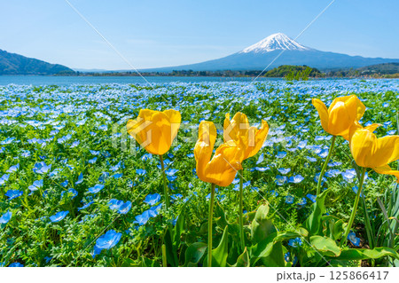 富士山とネモフィラとチューリップ　【河口湖　大石公園】 125866417