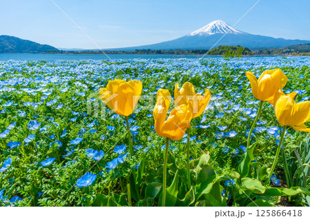 富士山とネモフィラとチューリップ 【河口湖 大石公園】 富士山とネモフィラとチューリップ 【河口湖 大石公園】 125866418