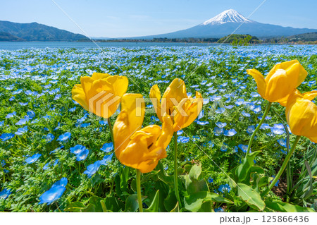 富士山とネモフィラとチューリップ　【河口湖　大石公園】 125866436
