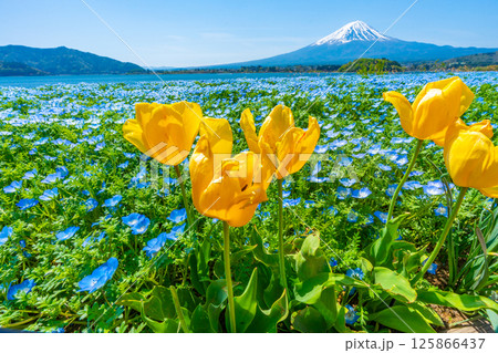 富士山とネモフィラとチューリップ　【河口湖　大石公園】 125866437