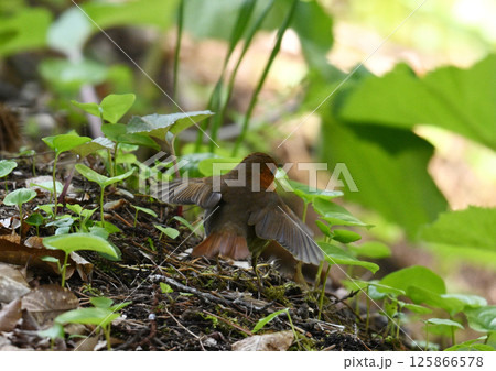 コマドリ コマドリ 125866578