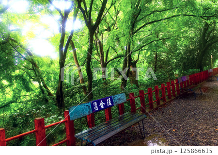 【香川】初夏の金刀比羅宮　白峰神社前のベンチと新緑を照らす逆光 125866615