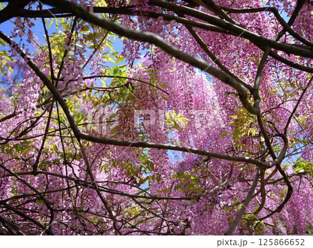 そよ風に揺れる藤の花 そよ風に揺れる藤の花 125866652