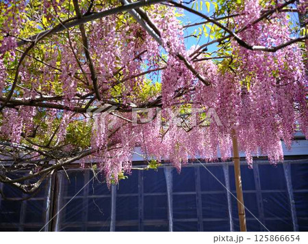 そよ風に揺れる藤の花 125866654