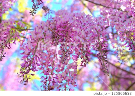 そよ風に揺れる藤の花 125866658