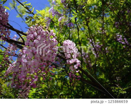 そよ風に揺れる藤の花 125866659