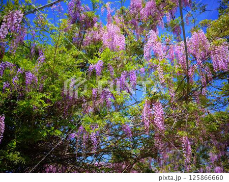 そよ風に揺れる藤の花 125866660