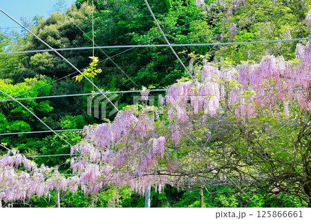 そよ風に揺れる藤の花 そよ風に揺れる藤の花 125866661