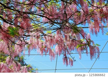 そよ風に揺れる藤の花 125866662