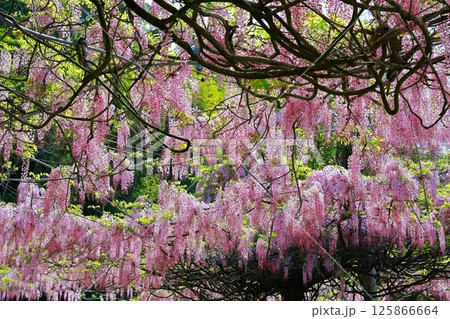 そよ風に揺れる藤の花 125866664