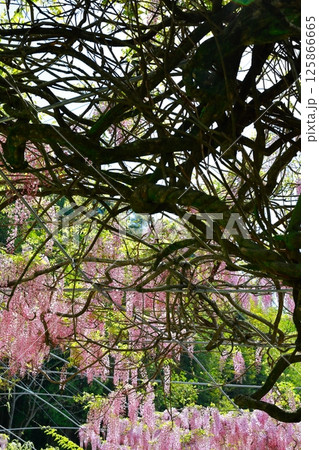 そよ風に揺れる藤の花 そよ風に揺れる藤の花 125866665