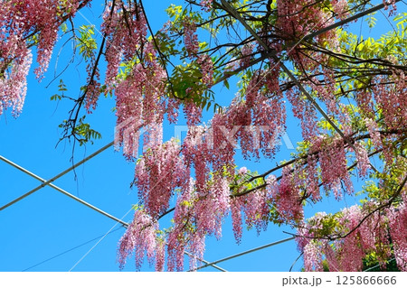 そよ風に揺れる藤の花 125866666