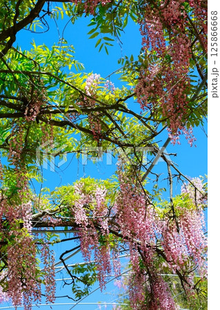 そよ風に揺れる藤の花 125866668