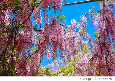 そよ風に揺れる藤の花 125866670