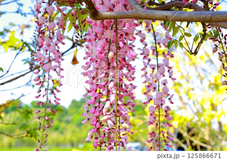 そよ風に揺れる藤の花 そよ風に揺れる藤の花 125866671
