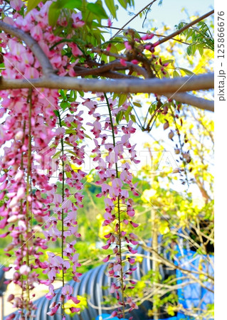 そよ風に揺れる藤の花 そよ風に揺れる藤の花 125866676