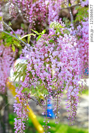 そよ風に揺れる藤の花 そよ風に揺れる藤の花 125866677
