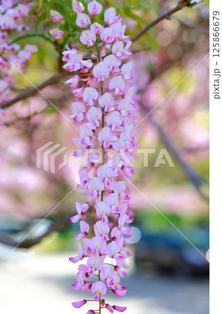 そよ風に揺れる藤の花 125866679