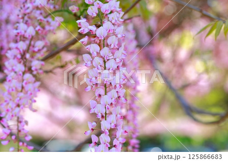 そよ風に揺れる藤の花 125866683