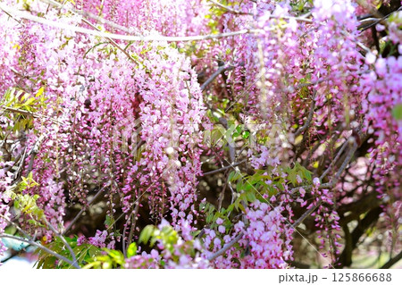 そよ風に揺れる藤の花 125866688