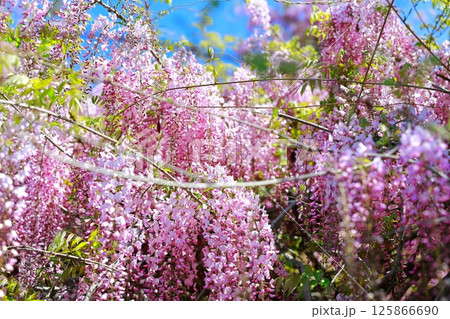そよ風に揺れる藤の花 そよ風に揺れる藤の花 125866690