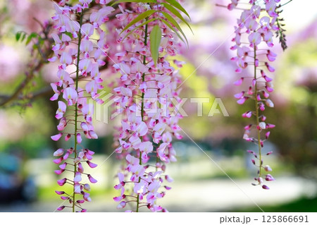 そよ風に揺れる藤の花 125866691