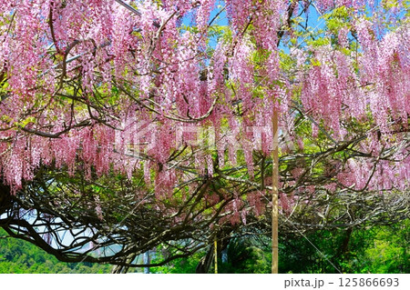 そよ風に揺れる藤の花 125866693