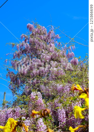 そよ風に揺れる藤の花 125866699