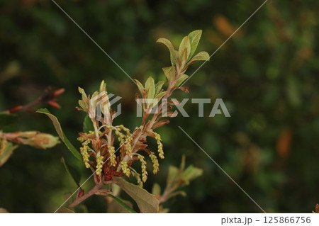 自然　植物　ウバメガシ、四月中旬。新枝に下側に雄花の穂状花序が伸びています 125866756