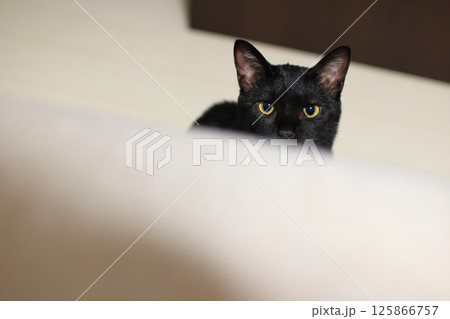 上を見つめる猫 125866757