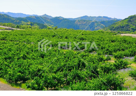 みかん畑 みかん畑 125866822