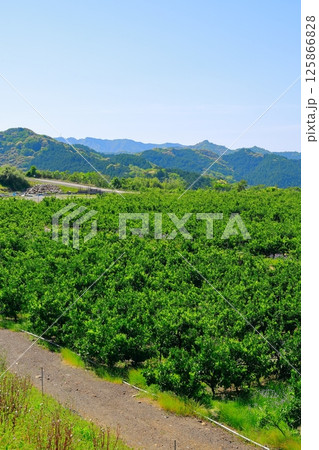 みかん畑 125866828