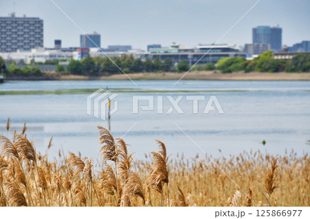 谷津干潟（千葉県習志野市） 125866977