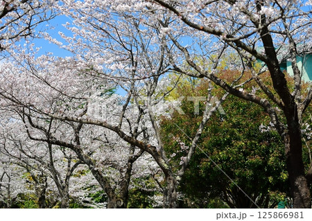 高知工科大の桜のある風景 高知工科大の桜のある風景 125866981