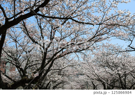 高知工科大の桜のある風景 125866984