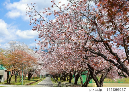 高知工科大の桜のある風景 125866987