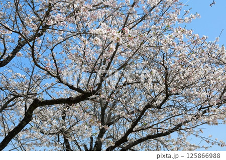 高知工科大の桜のある風景 高知工科大の桜のある風景 125866988
