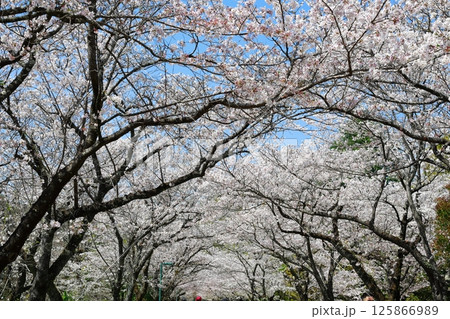 高知工科大の桜のある風景 125866989