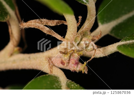 自然　植物　ウバメガシ、ブナ科コナラ属の樹木。小さく目立たない雌花が新枝上部の葉腋につきます 125867036